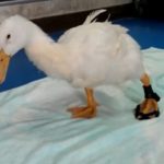 3D printed prosthetics for animals quack quack duck