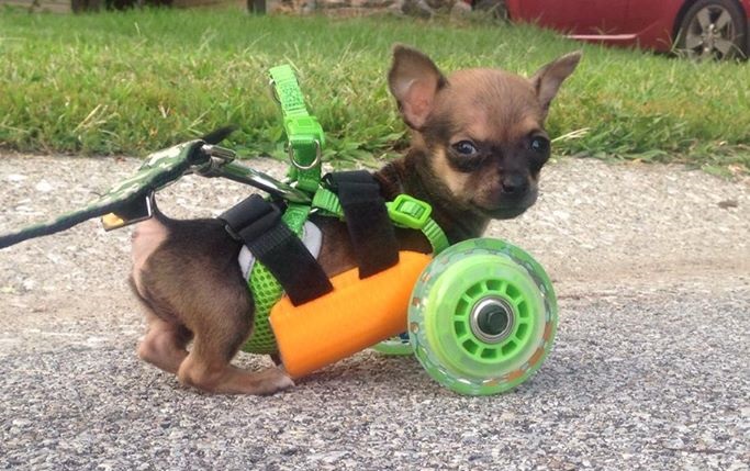 Turboroo Chihuahua, Quack Quack Duck 3D printed prosthetics for animals