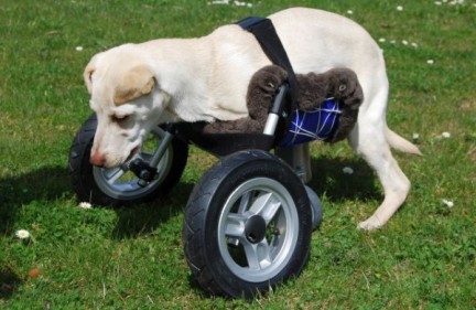 Luisa with the wheelchair 3D printed