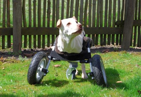 Luisa in 3D printed wheelchair