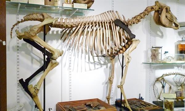 london-grant-museum-zoology-3d-printing-extinct-bones