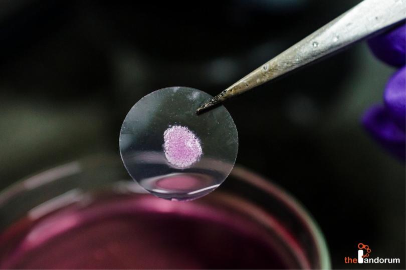India’s first 3D bioprinted liver tissue by Pandorum Technologies